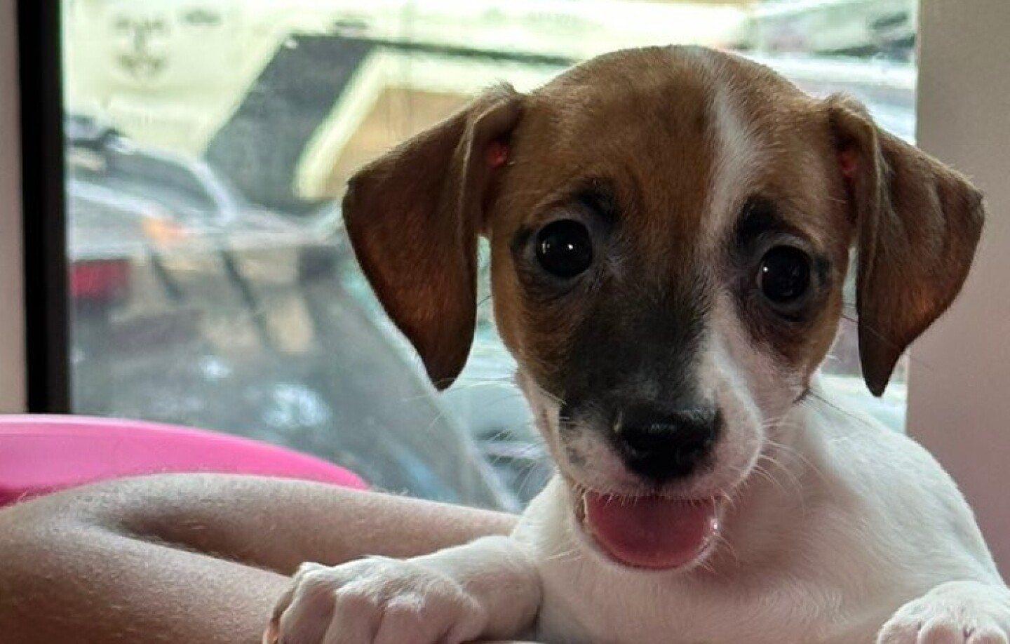 Perrito Metrobús