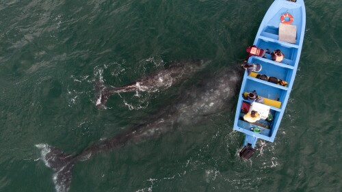 MEXICO-TOURISM-WHALES-HEALTH-VIRUS