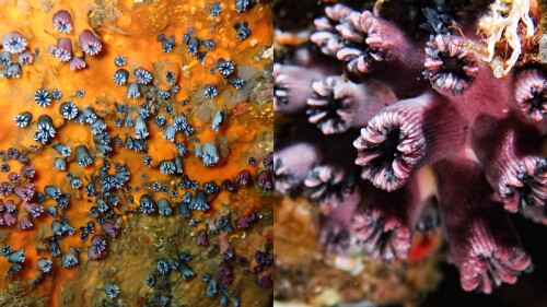 coral en galápagos.jpg