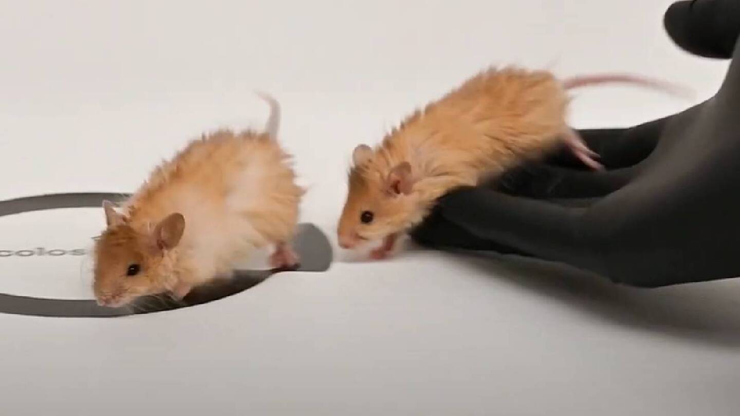 ratas-lanudas.jpg