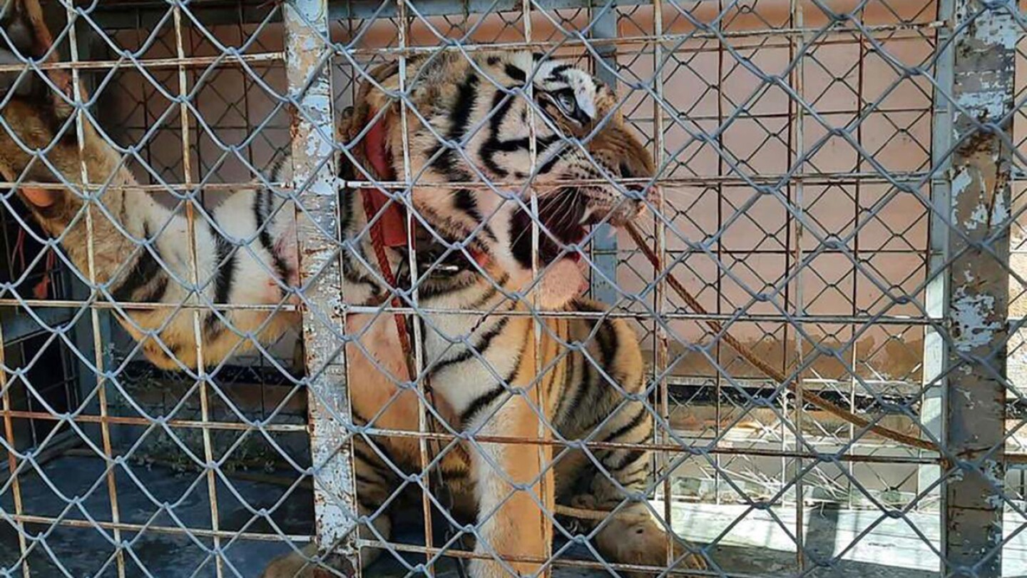 tigre de Bengala