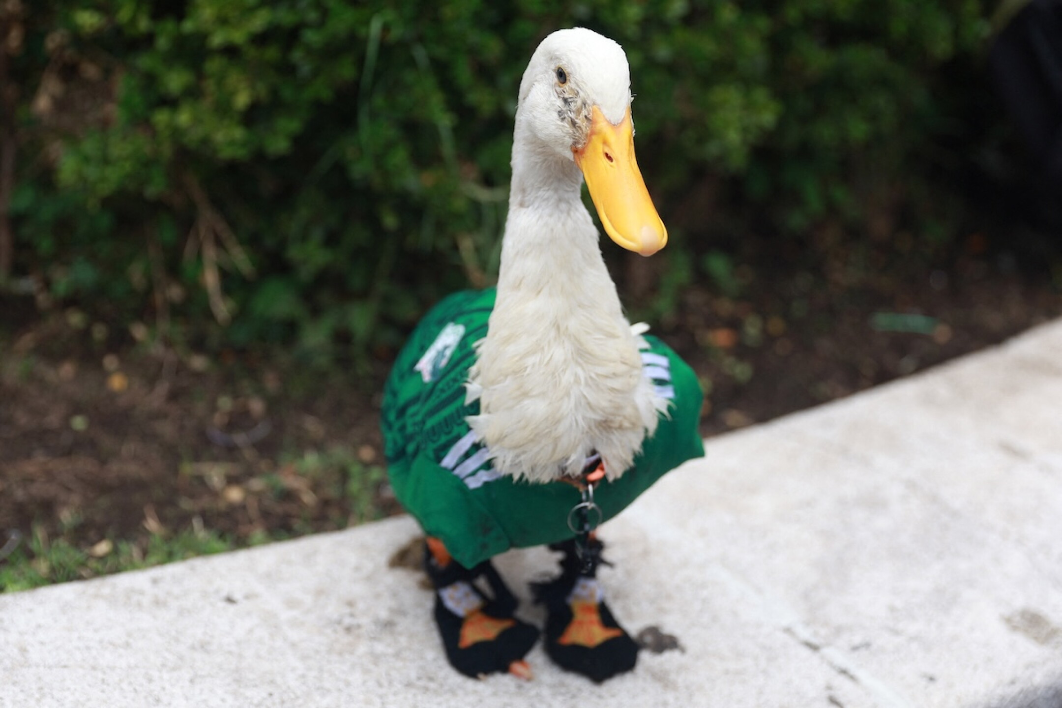 Pato Merlin Pato Merlín en la mañanera de Sheinbaum: quiénes son sus dueños ...