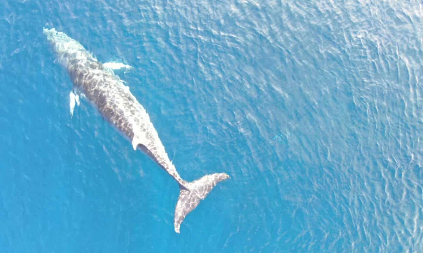 ballena minke