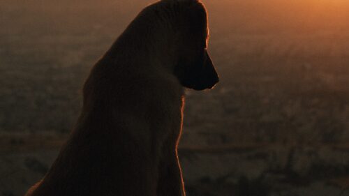 perro-quemado-quintana-roo