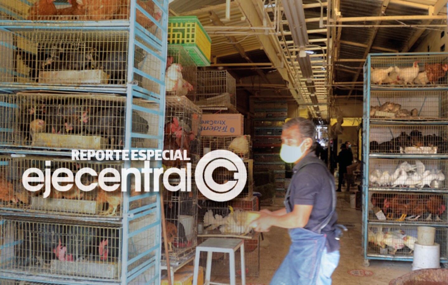 Promo_480_Maltrato animal en mercado Sonora