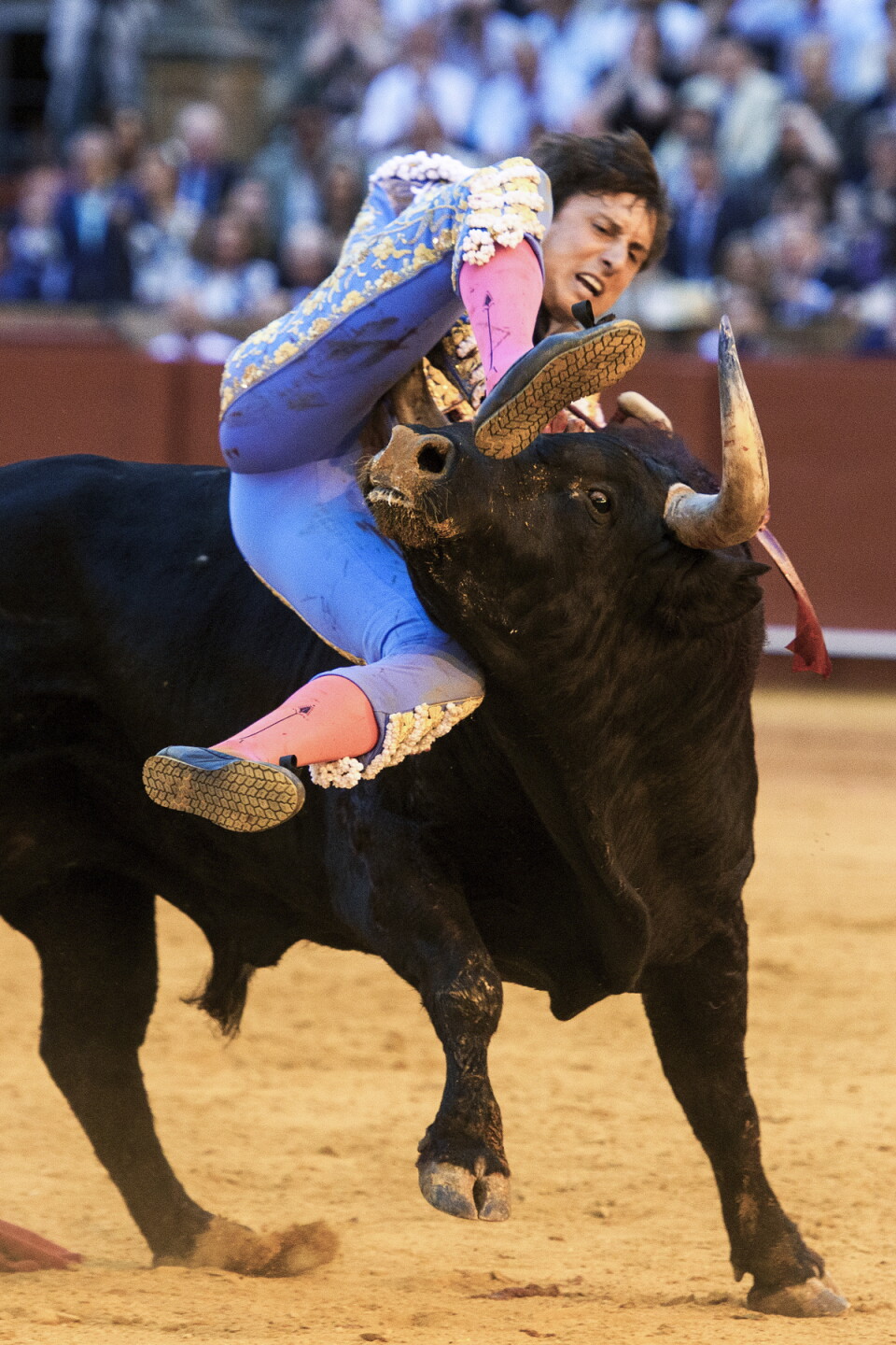Cornada Roca Rey Otra cornada impactante en Sevilla: el peruano Andrés Roca Rey sufre ...