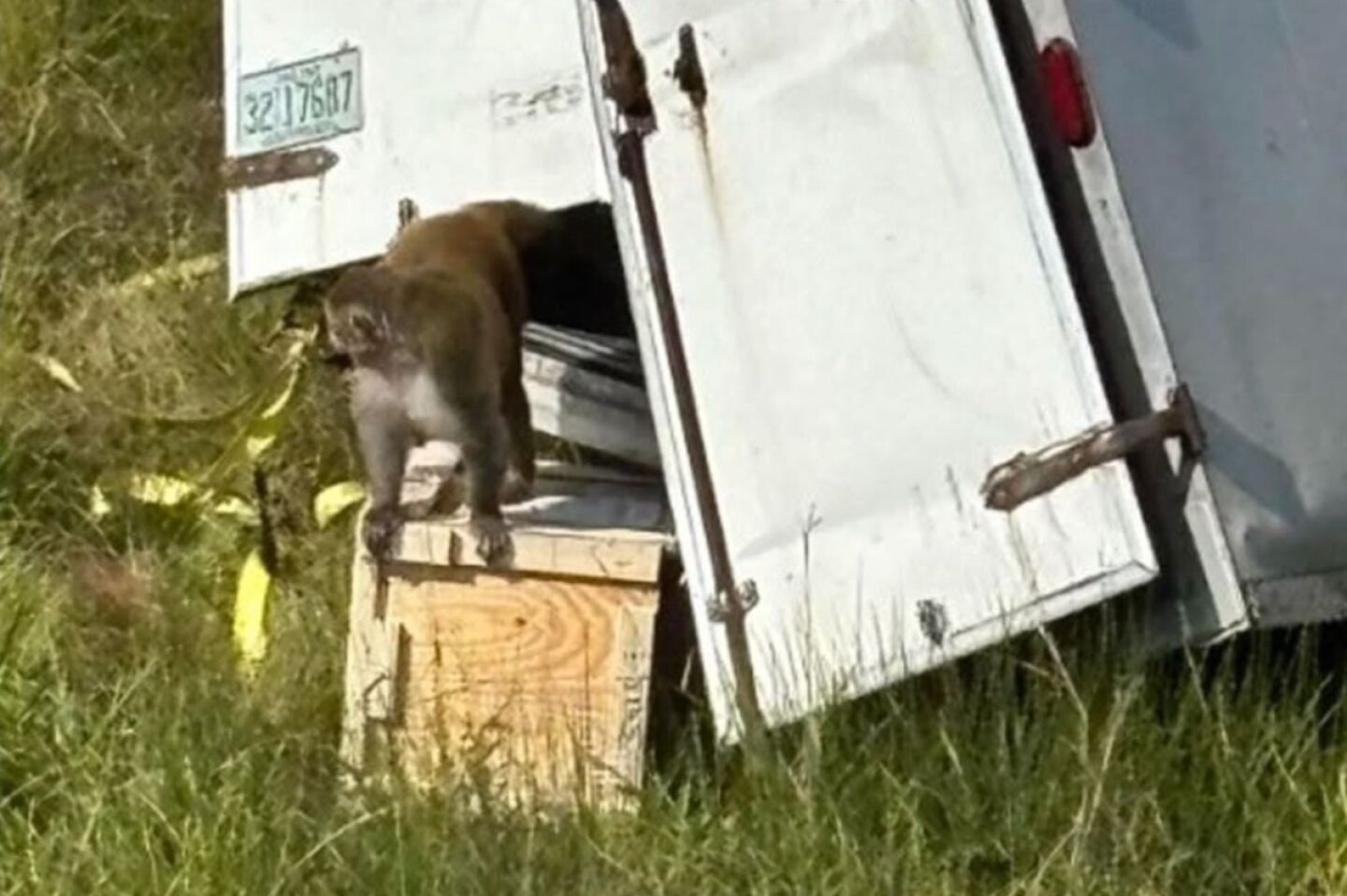 monos covid herpes escapan mississipi