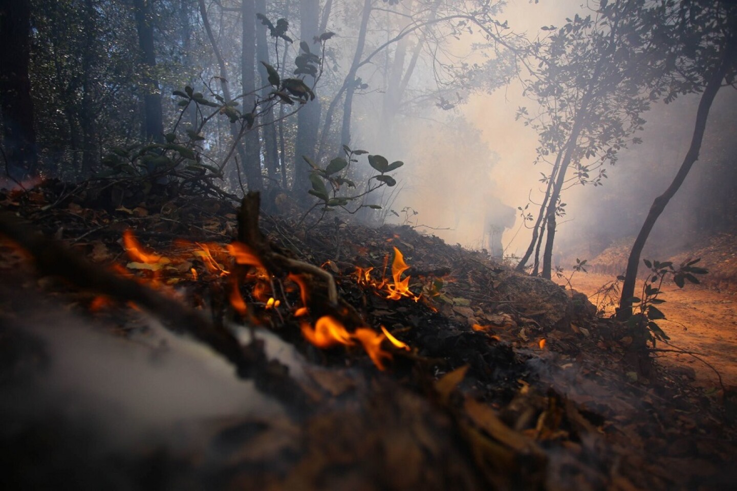 Incendios forestales