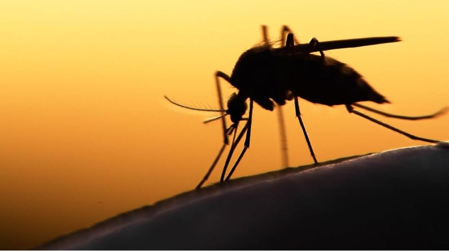 zika