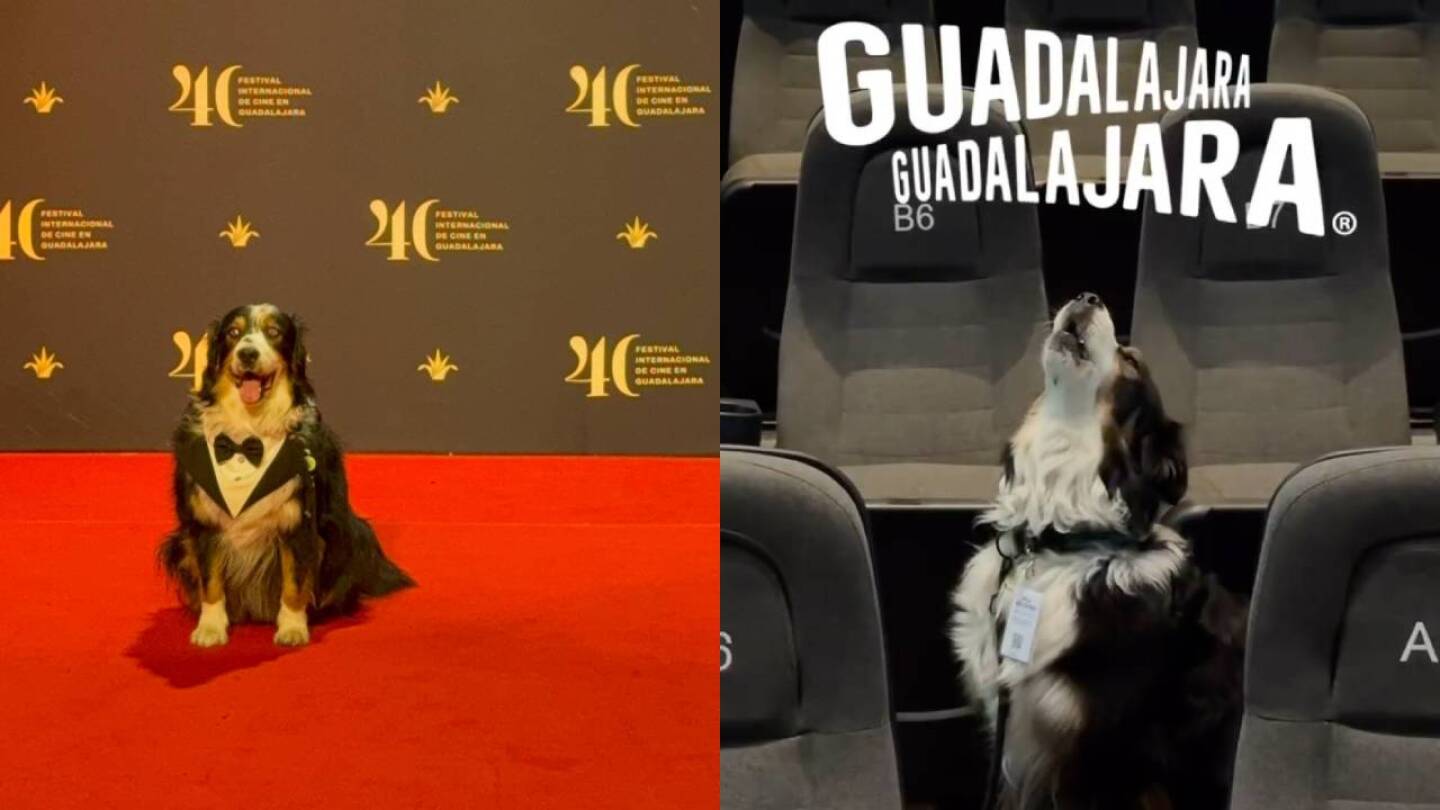 totopo perro ficg 2025.jpg