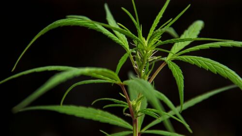 mariguana-marihuana-legalizacion