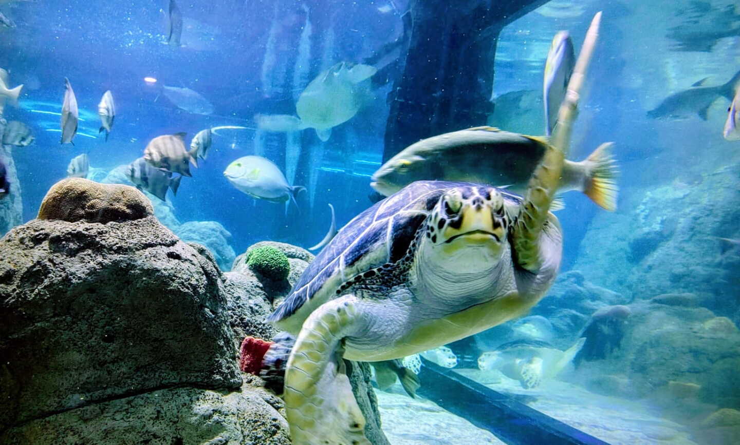 Acuario Michin, una opción para visitar en CDMX: Costos, horarios, cómo llegar y promociones