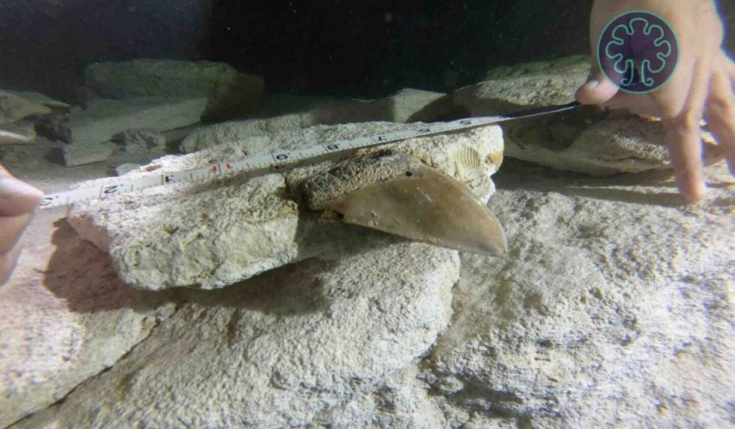 dientes-tiburon.jpg