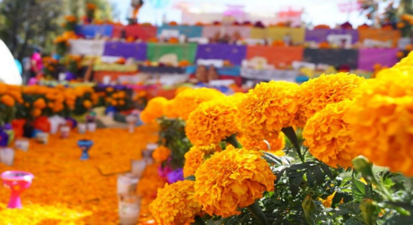 fiesta-de-la-flor-tarimbaro