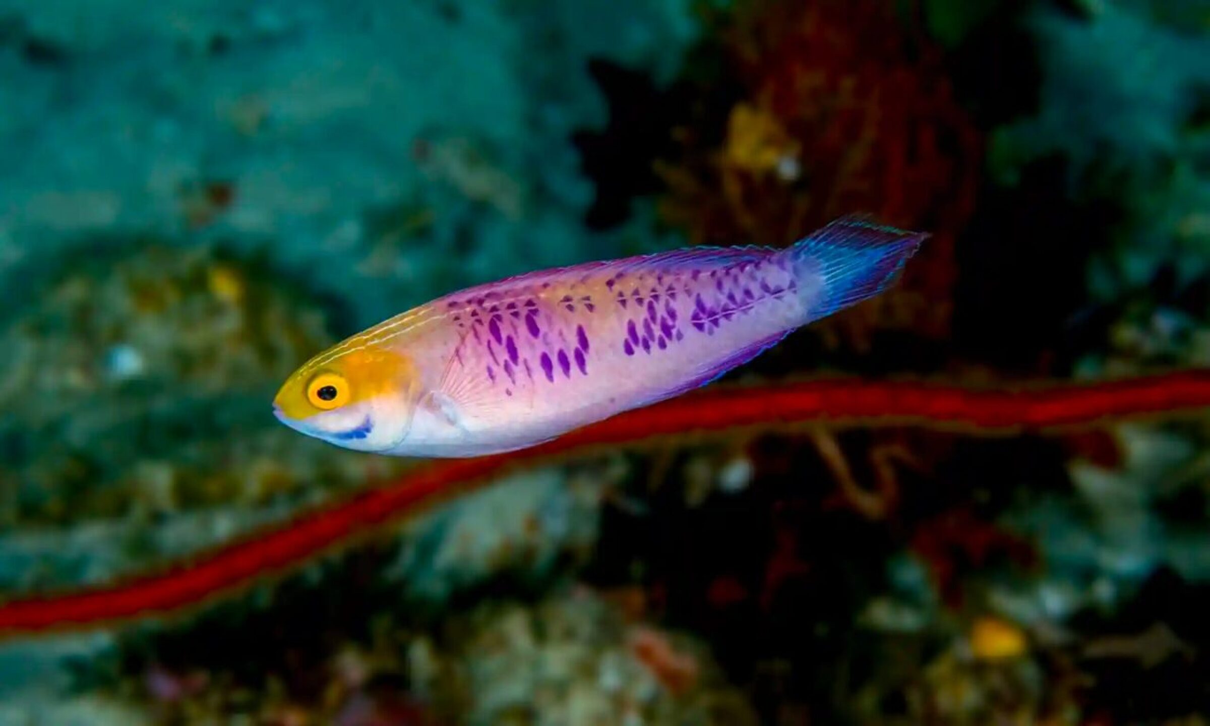 pez-arcoiris-1280x768