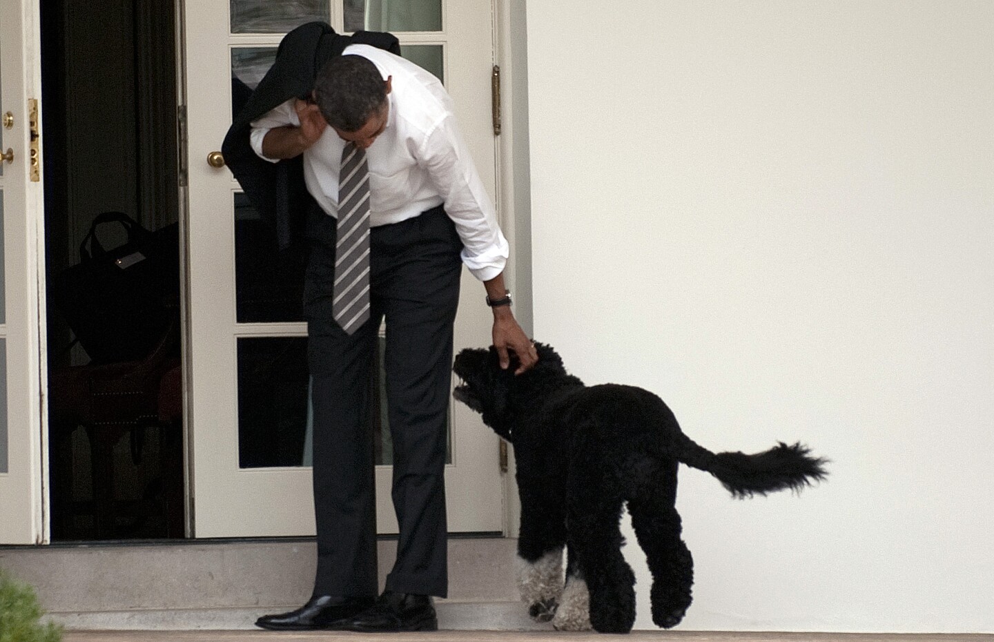 Muere Bo, perro del expresidente Obama