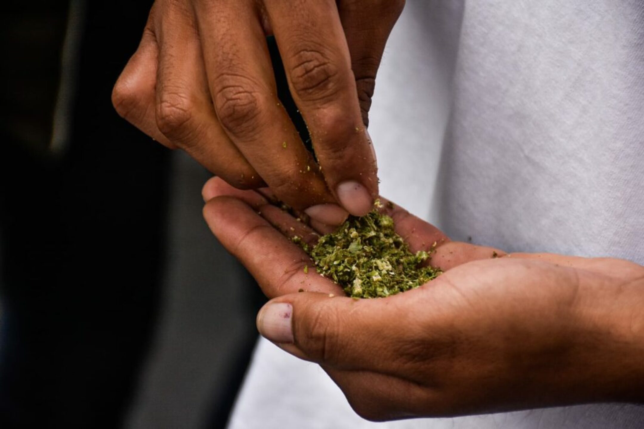 marihuana_cannabis_5-1024x683