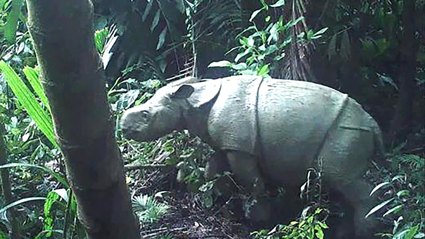 INDONESIA-ANIMAL-RHINO