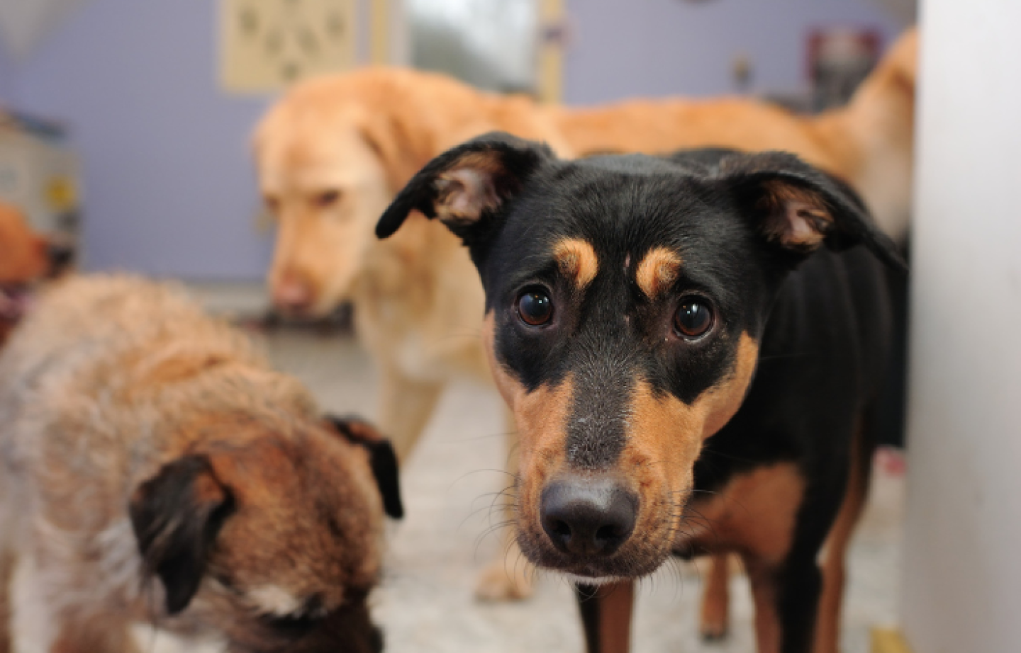 Copia-de-viralazos-8