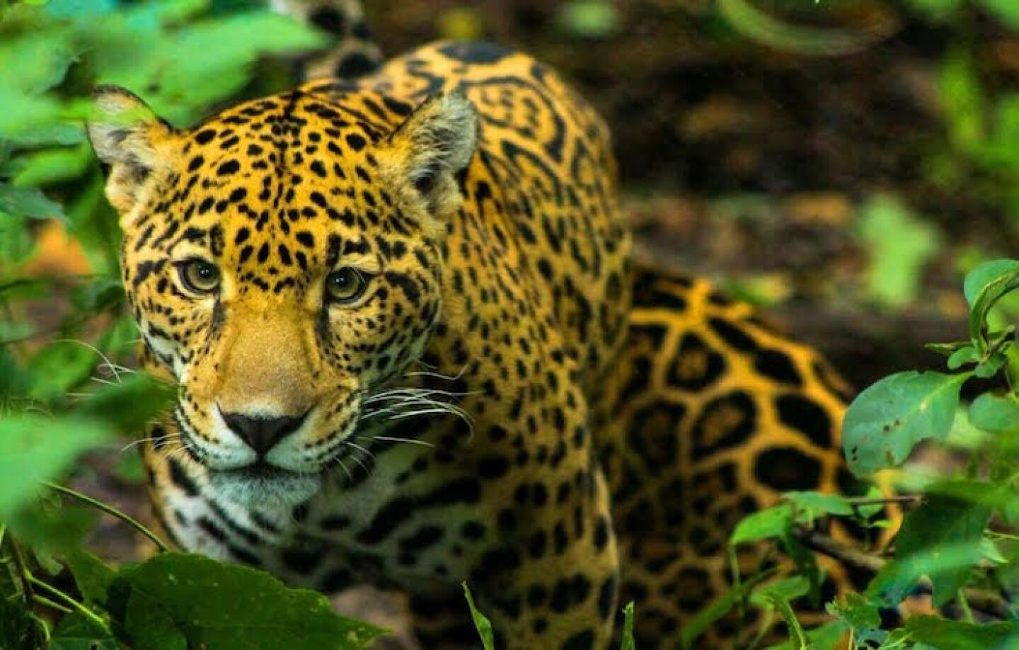 chiapas