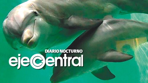 Promo_pag8_Delfines