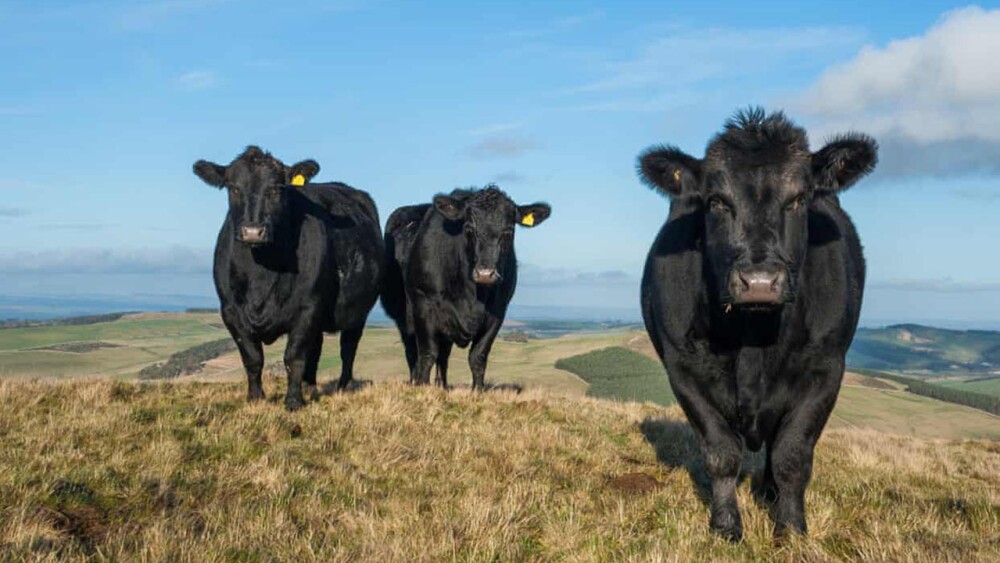 Ganado Aberdeen Angus