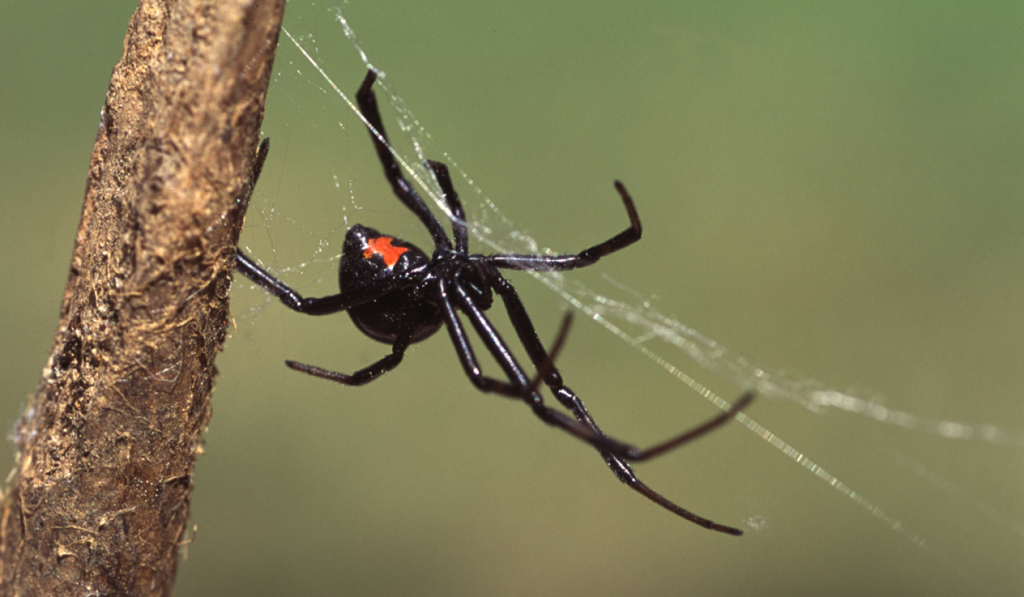 Araña Viuda Negra