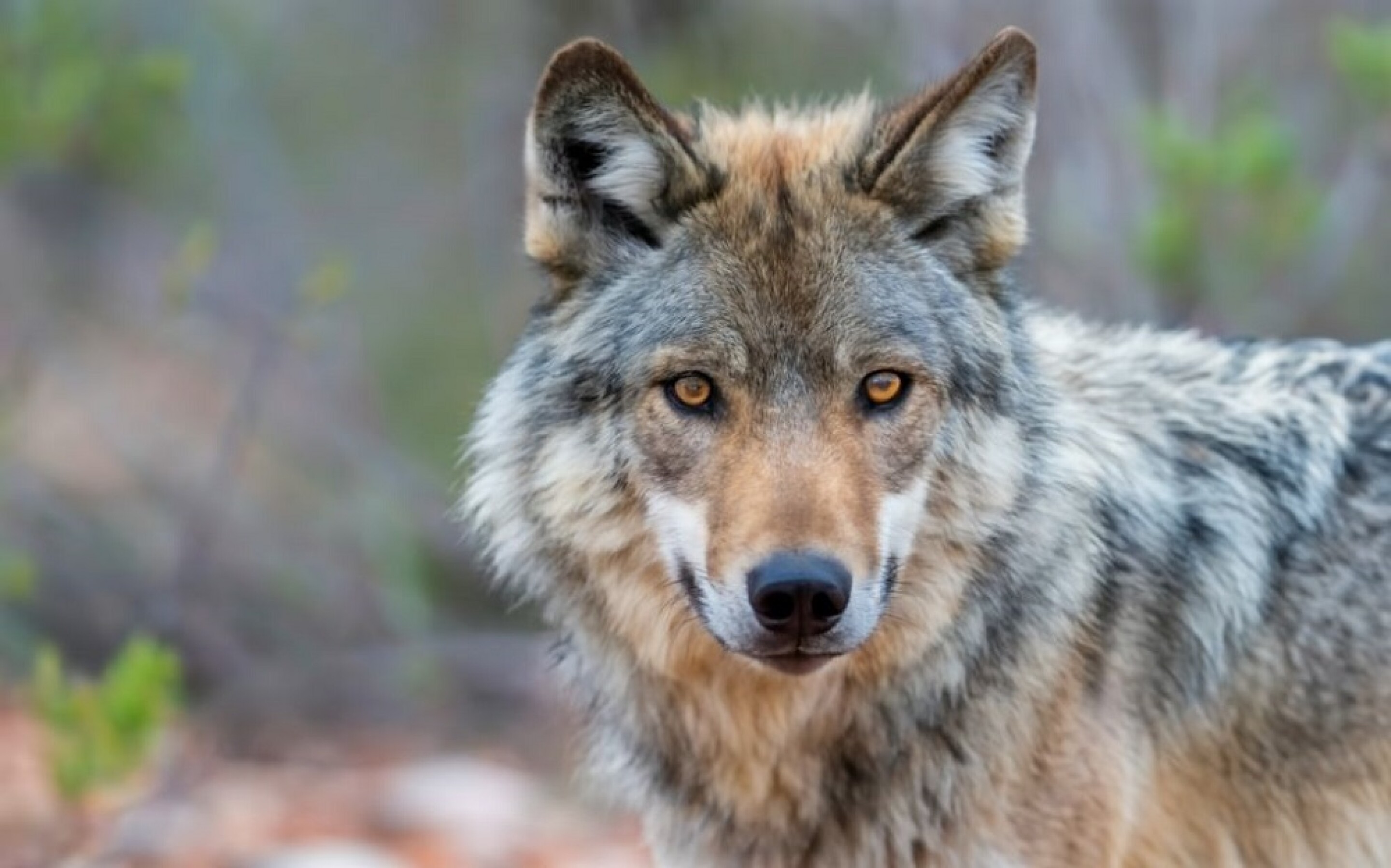 La población de lobos mexicanos continúa prosperando