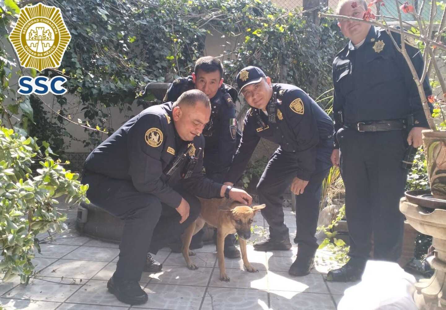 perro-rescatado-ventana-cdmx.jpeg