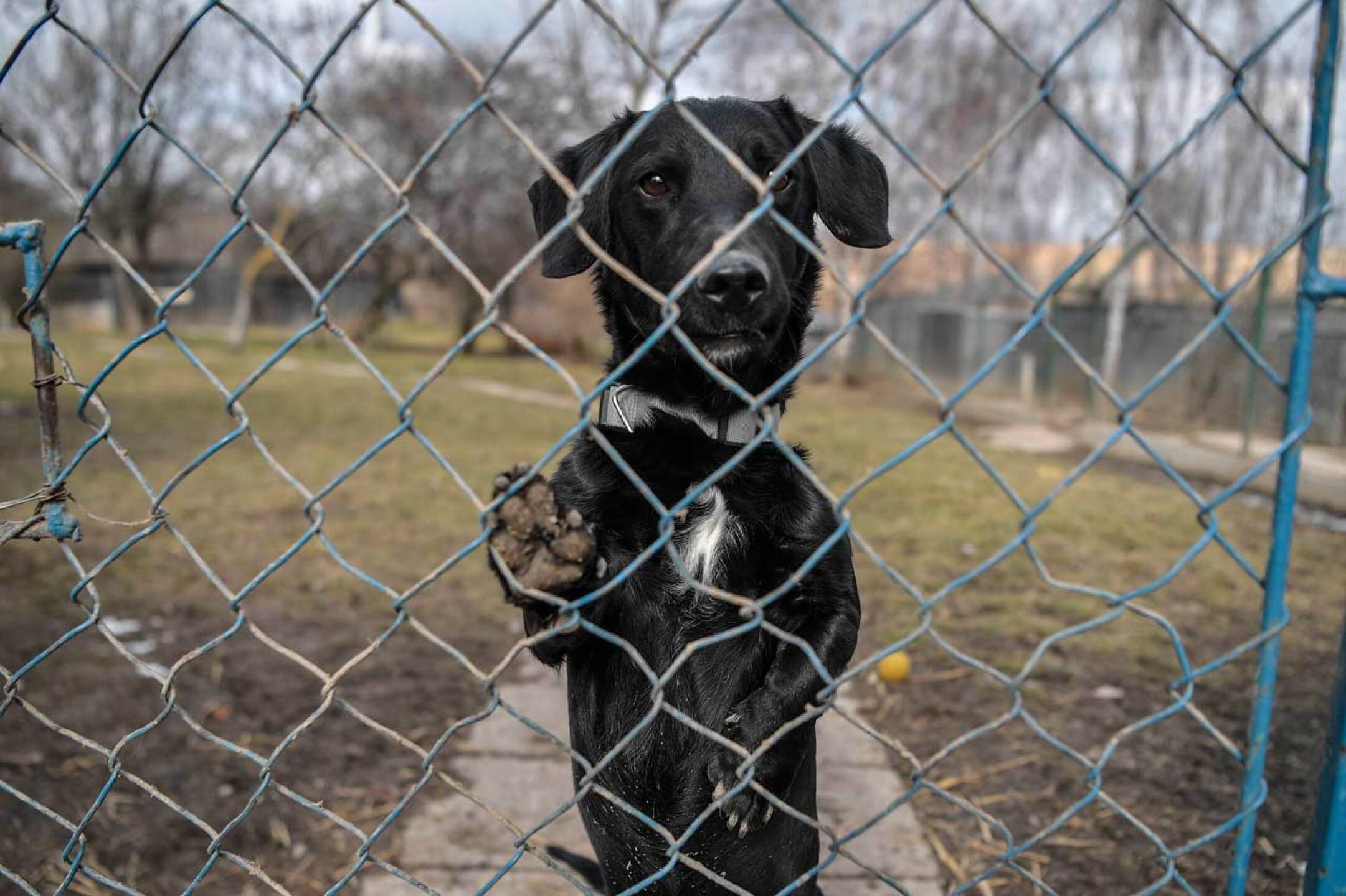 mascotas-guerra-ucrania-rusia-rescate-9