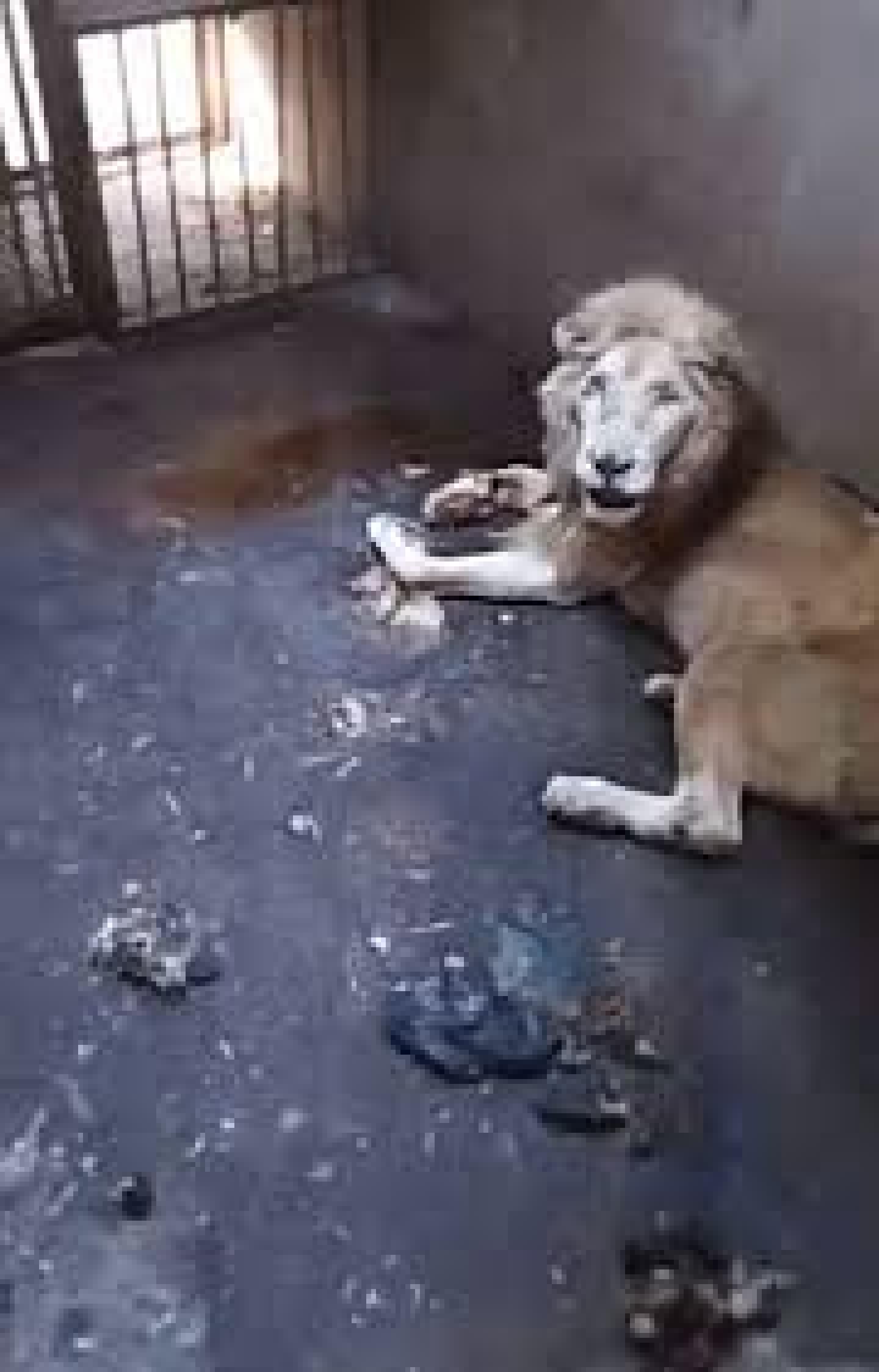muere-leon-en-zoologico-de-culiacan.jpeg
