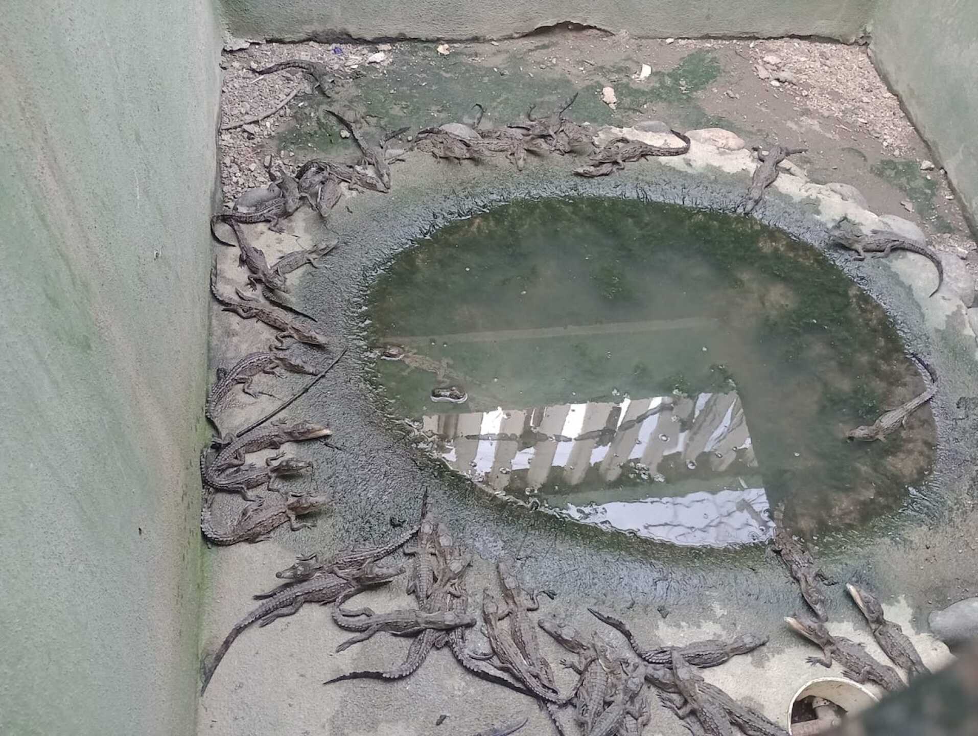 crias-cocodrilario-la-manzanilla