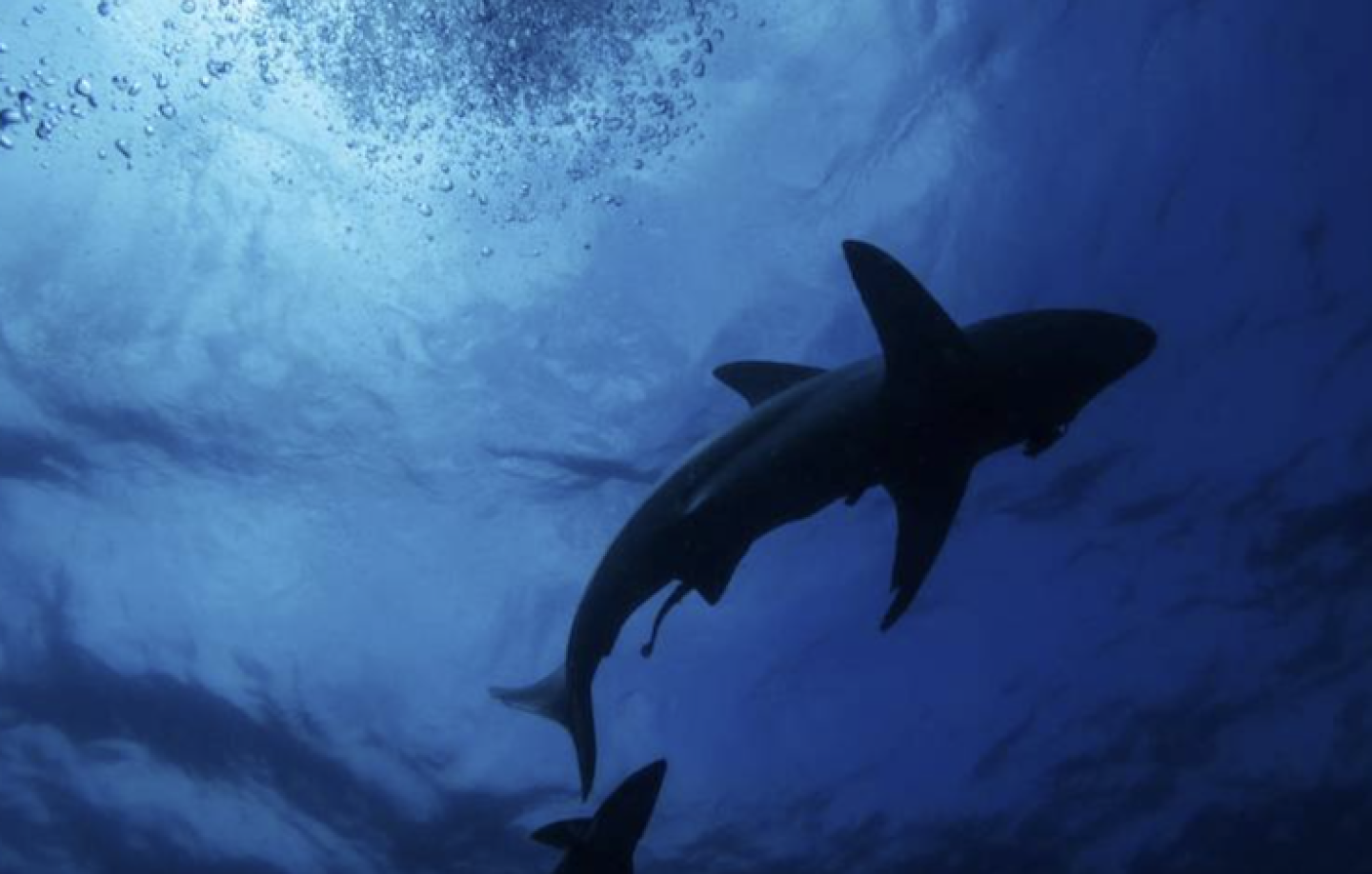 Los tiburones y otros animales marinos se guían por el campo magnético de la Tierra