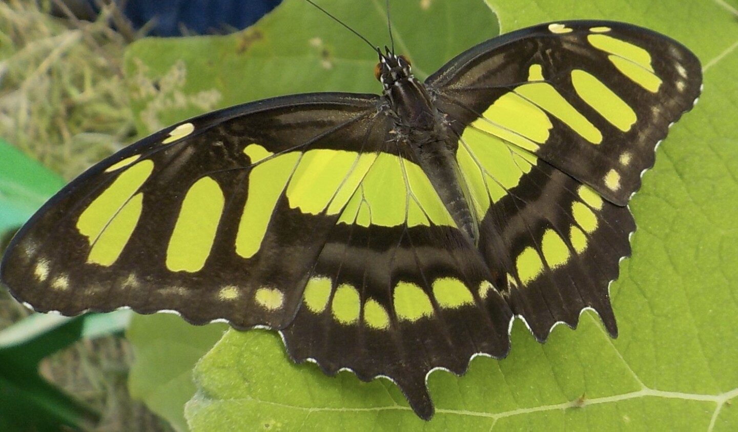 Mariposas