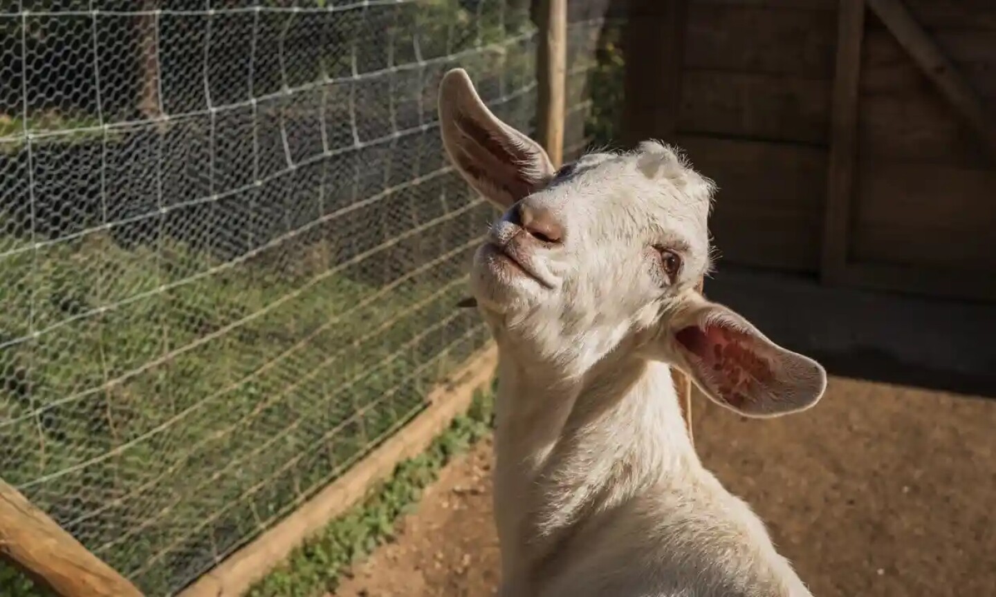 humanos_comprensión_sonidos_animales