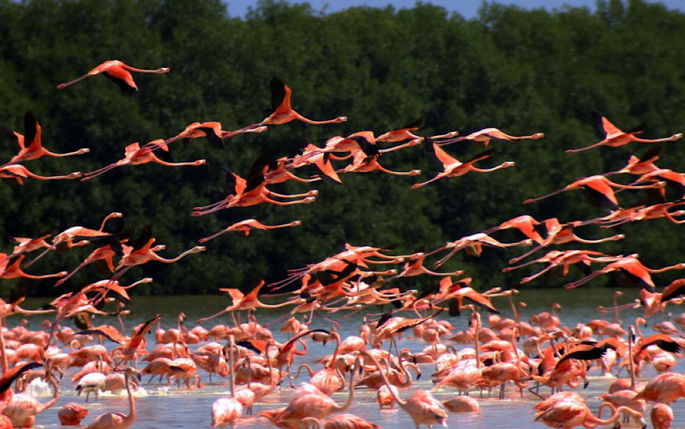 Flamencos rosados