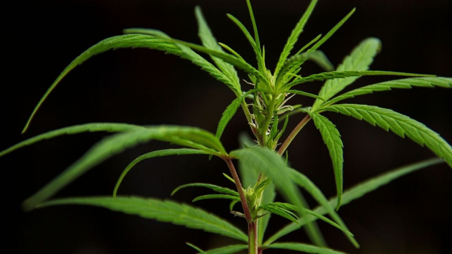 acidos-cannabis-covid