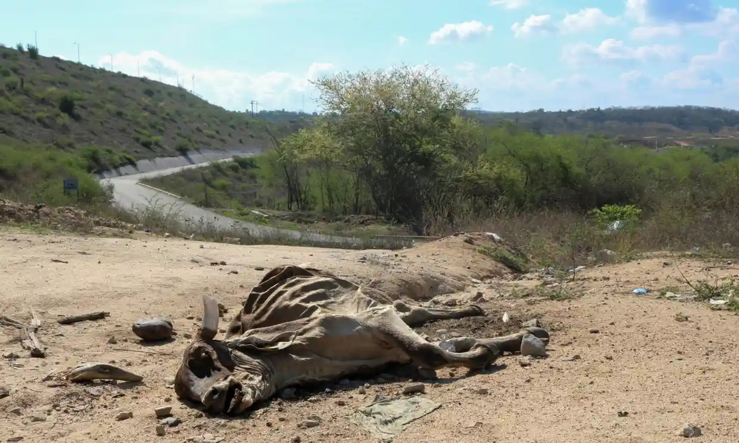 cadaver-de-una-vaca-muerta-presa-sanalona-culiacan-sinaloa