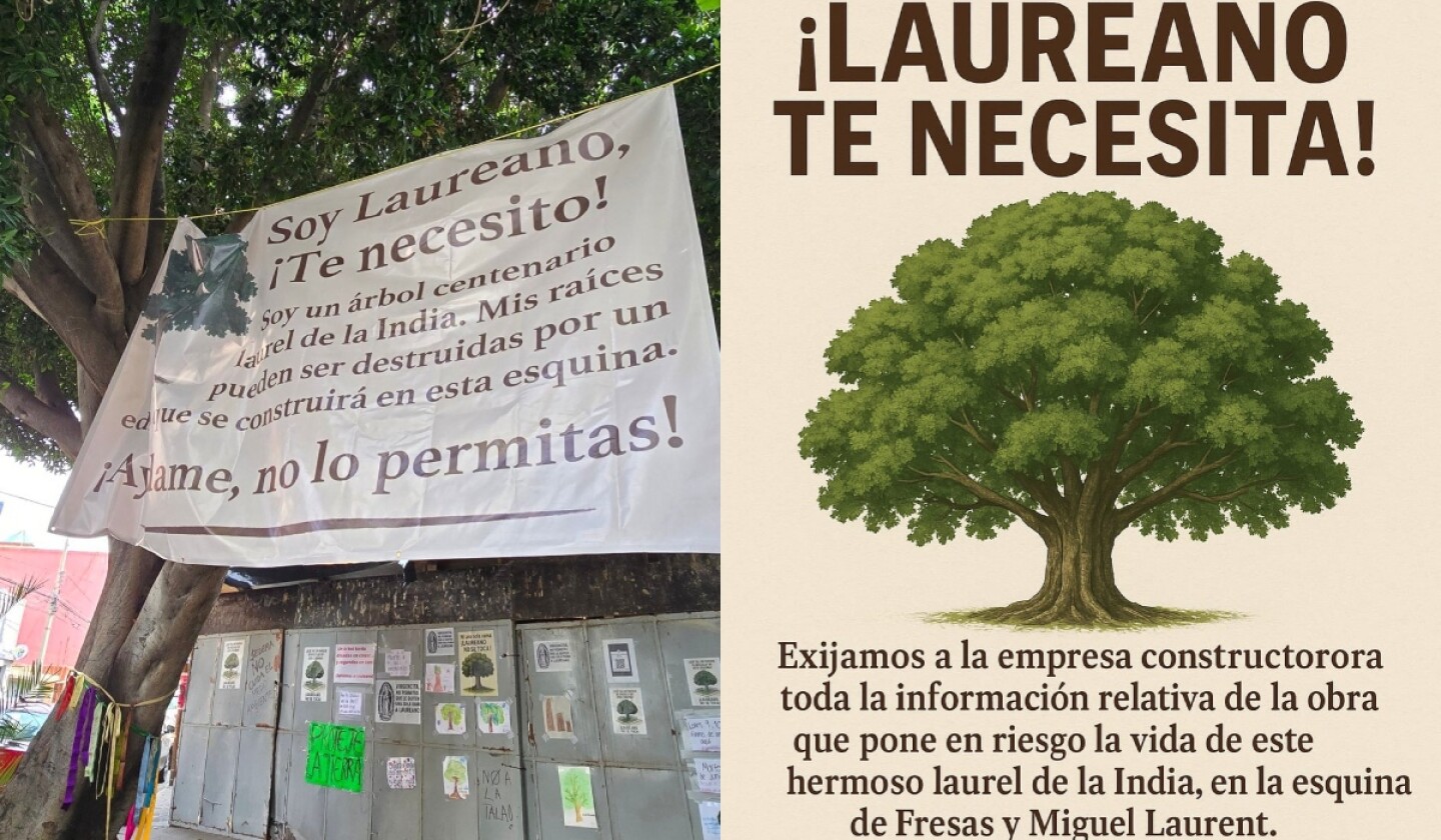 árbol laureano.jpg