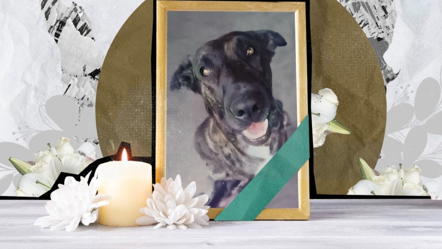 foto-zeus-perrito-asesinado