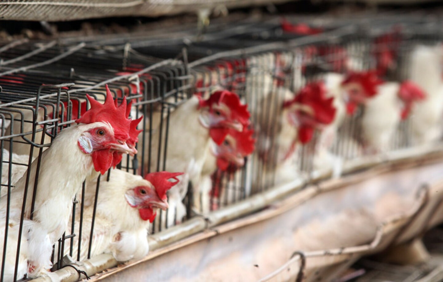 Grive_Aviar_Jalisco-Cuartoscuro