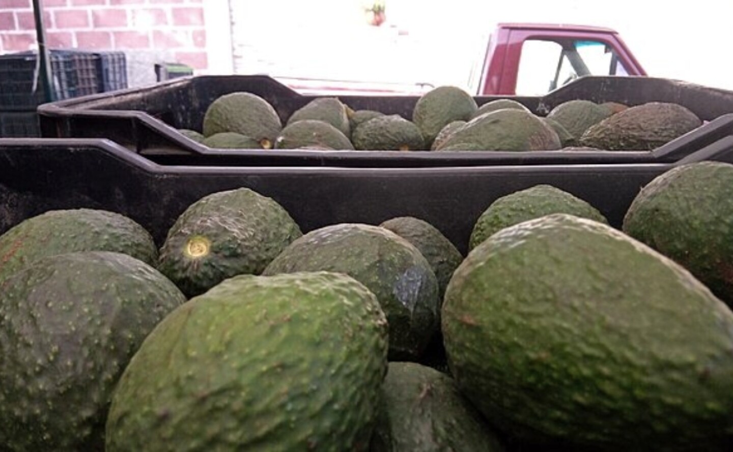 aguacate