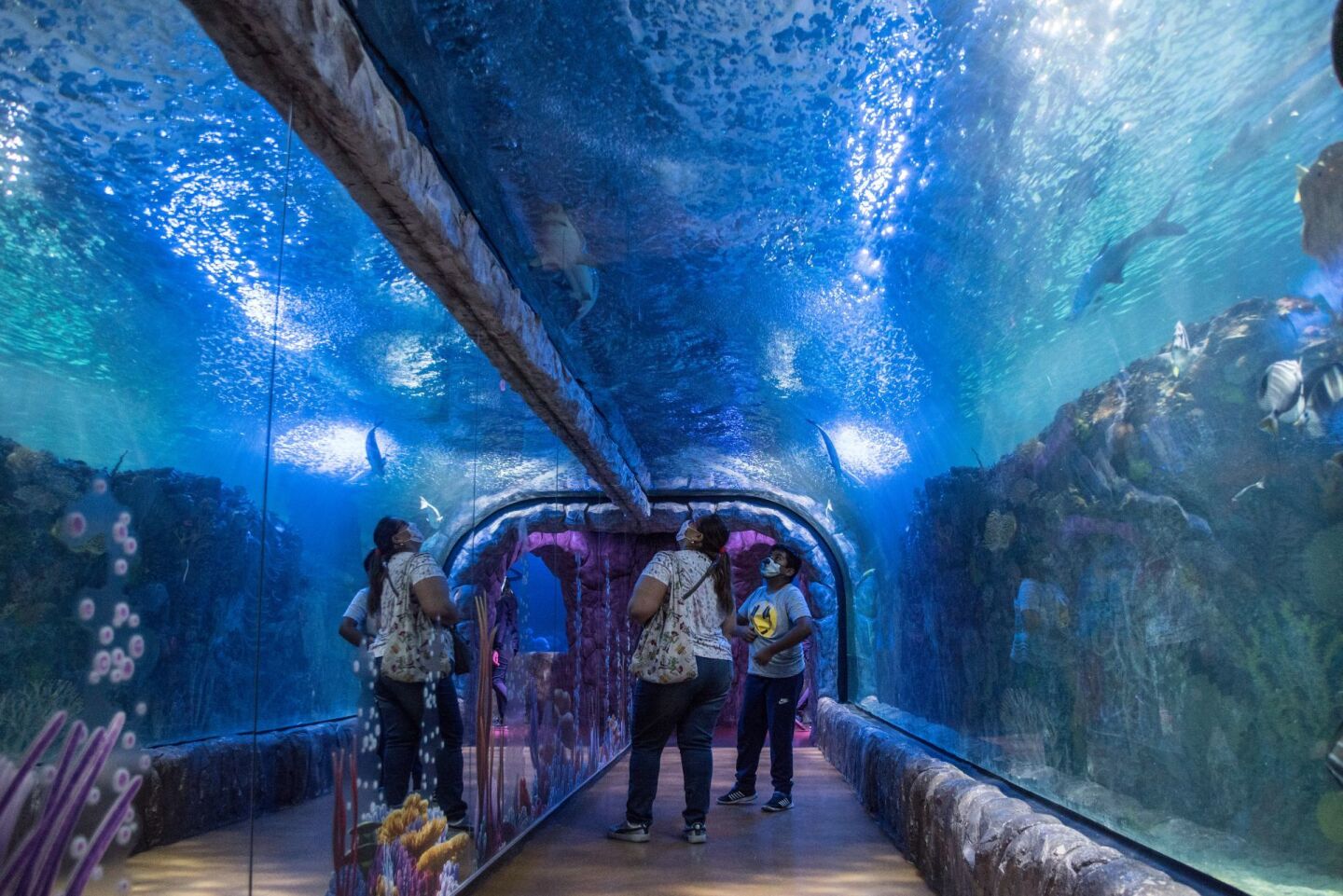 Cumpliendo todas las medidas sanitarias para evitar la propagación de covid-19 fue reabierto el Acuario Inbursa