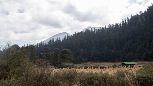 profepa-tala-ilegal-arboles-ajusco-inai-cuartoscuro