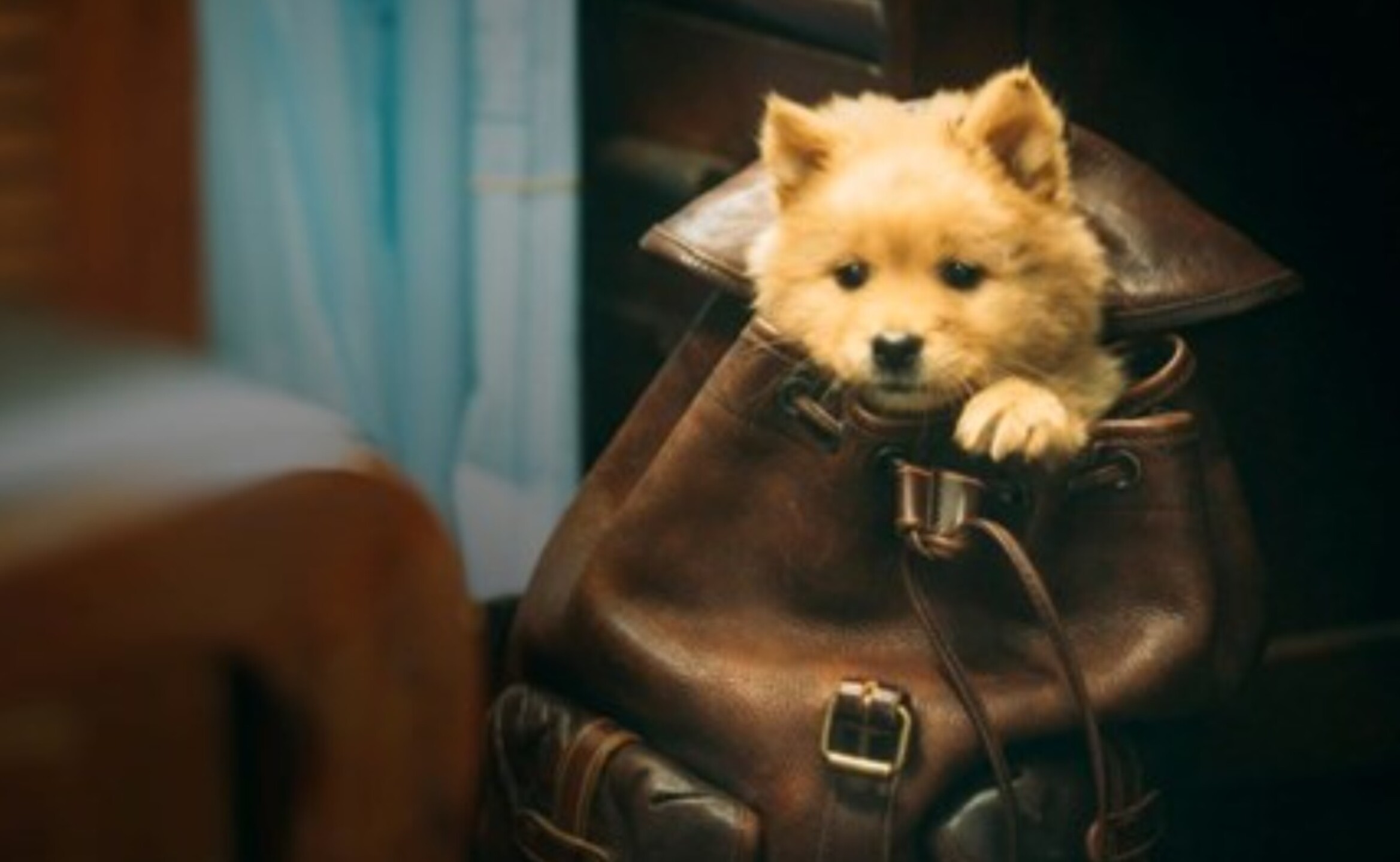 hachiko_cinetena_nacional_estreno_