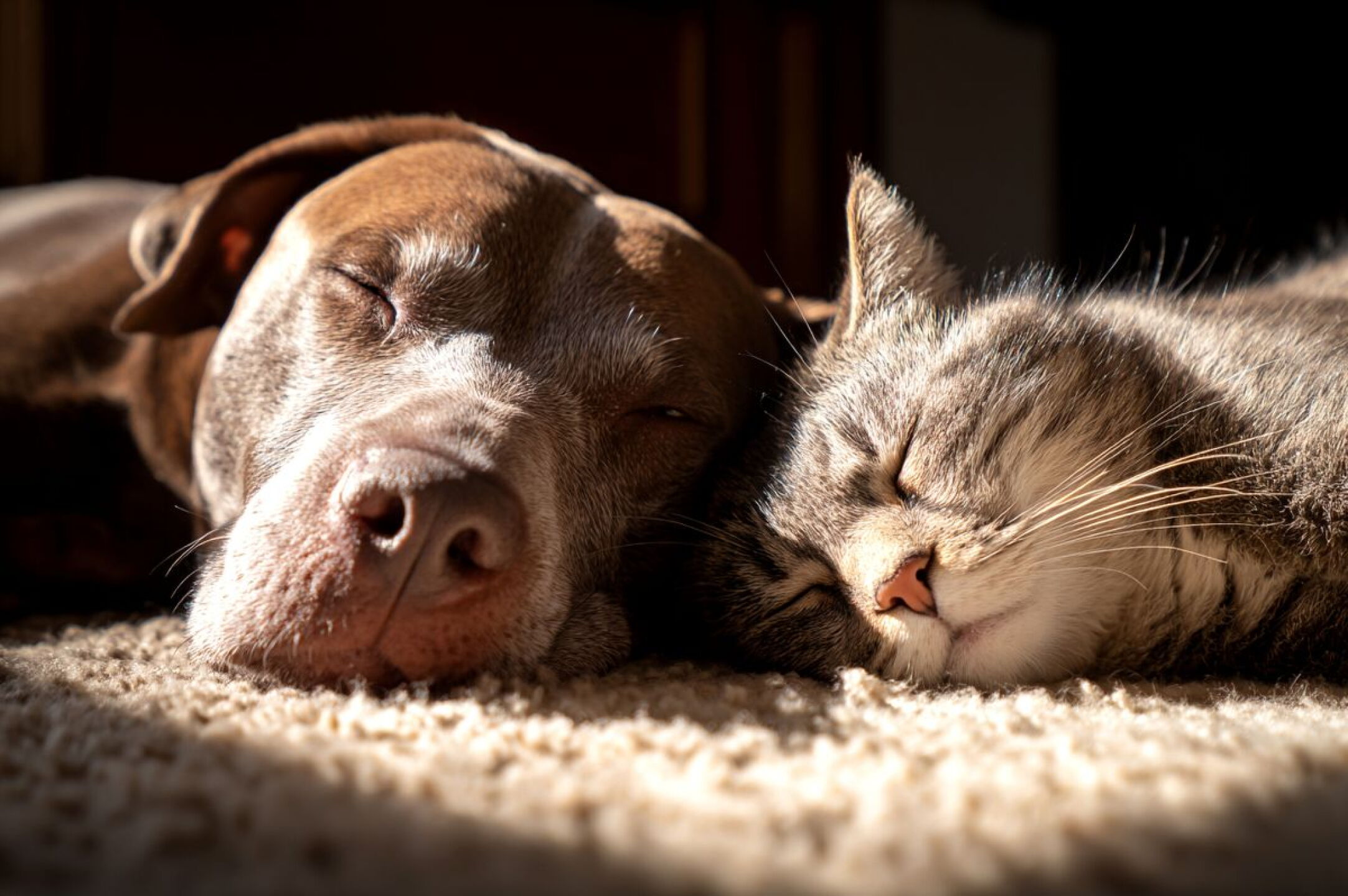 Onda de calor 2026 Cómo proteger a perros o gatos ante las temperaturas extremas y evitar golpes de sol