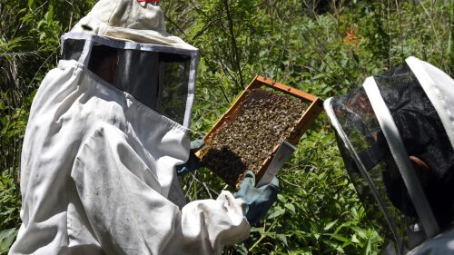 MEXICO-WOMEN-BEES-CONSERVATION