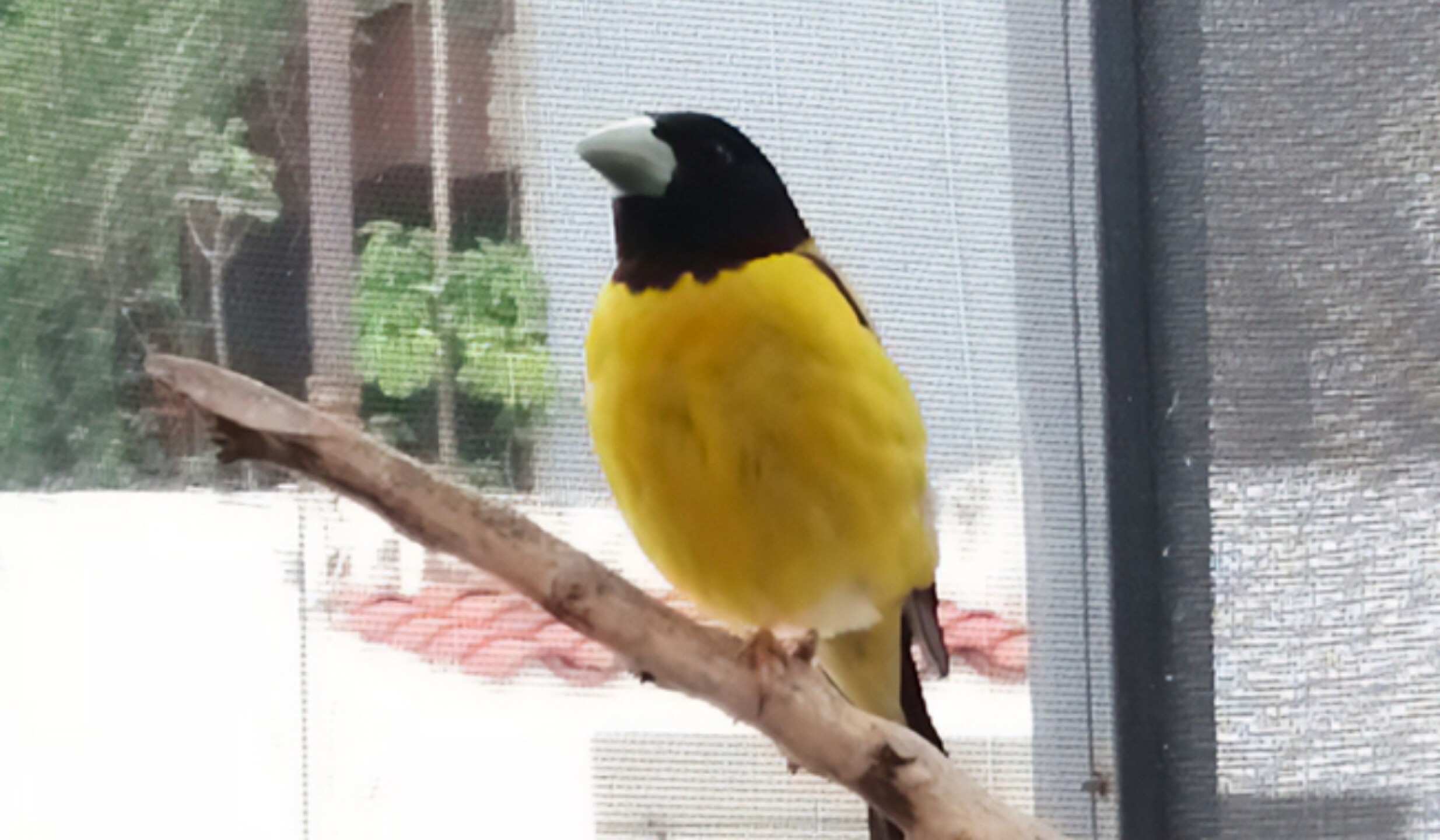 aves condesa profepa.jpg