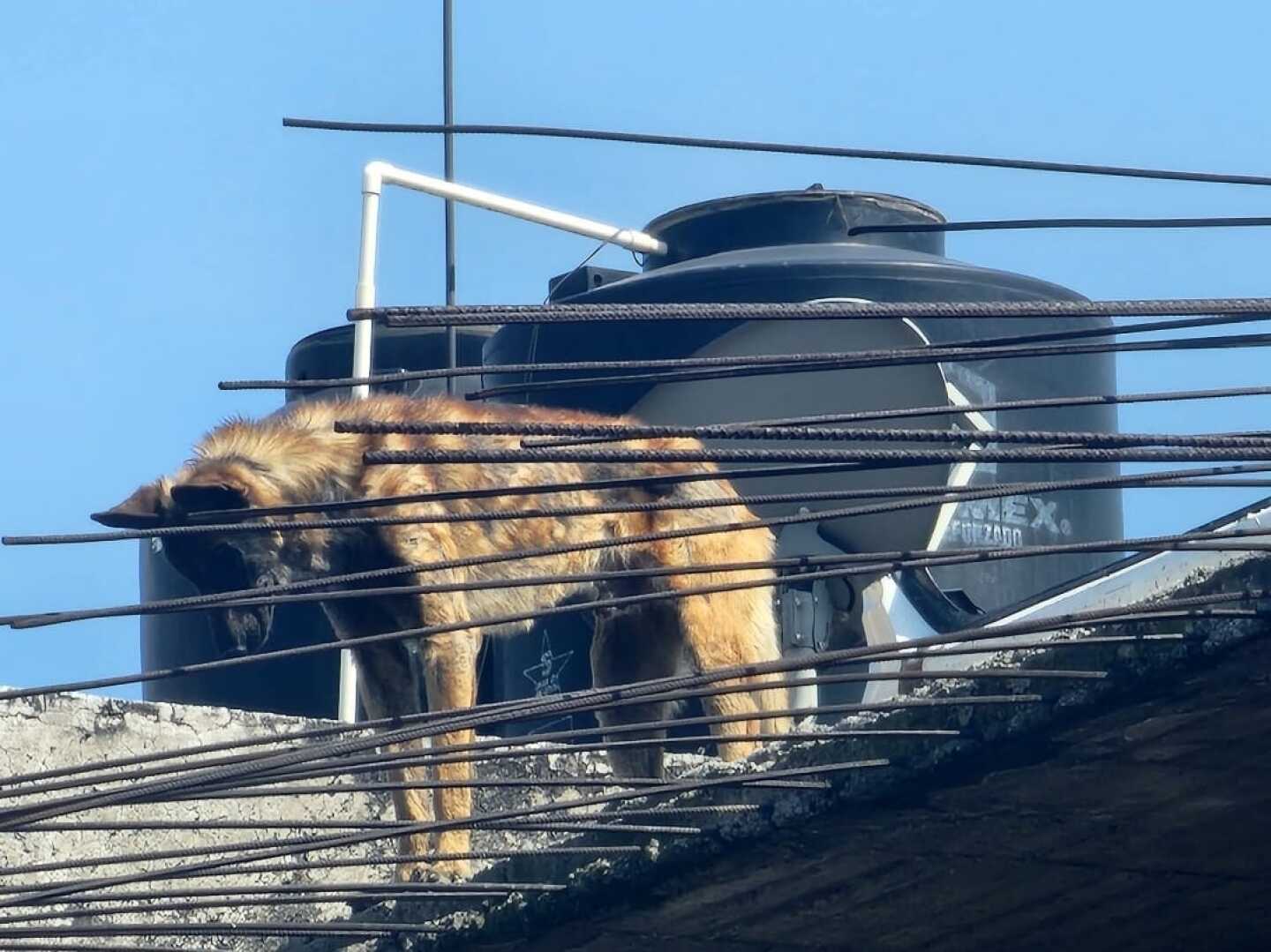 maltrato-animal-cdmx