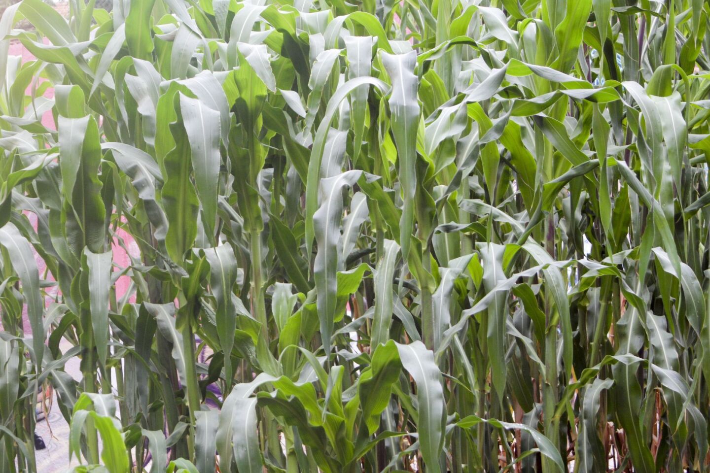 CIUDAD DE MÉXICO, 27JUNIO2017.-  Cristina Barros platico con los medios de comunicación sobre los 10 años de la Campaña Nacional Sin Maíz no hay País, trabajando en milpa en defensa de la soberanía alimentaria por la agricultura campesina y el derecho a una alimentación saludable.FOTO: ANTONIO CRUZ /CUARTOSCURO.COM